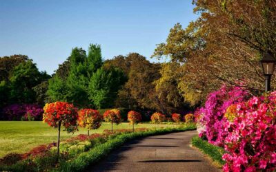 Custom Landscape Installation Lexington KY