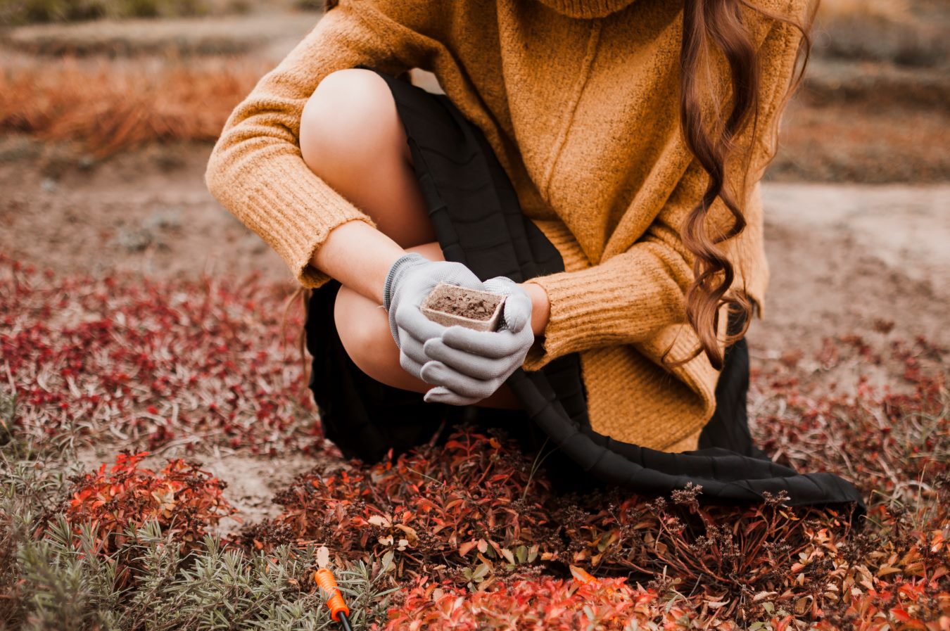 Fall Tree Planting - An October Guide for Lexington Homeowners 2 - Redmonds Garden Center Fall tree planting in a Lexington Kentucky landscape